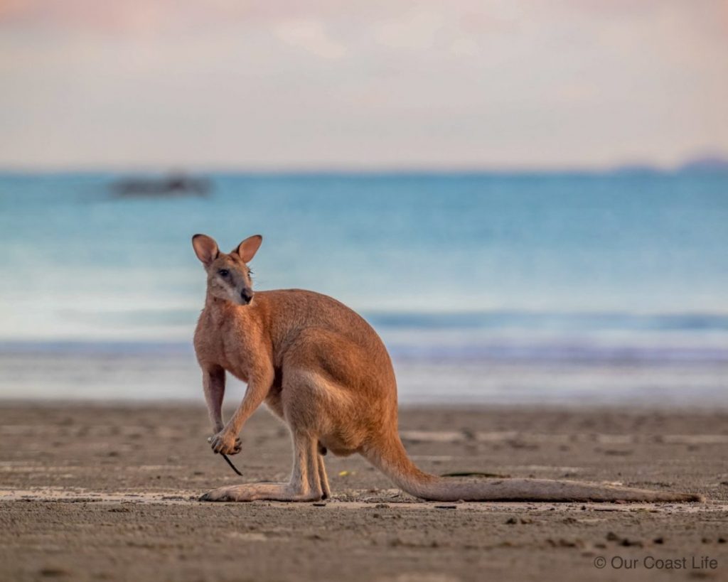 Kangaroos on the beach at Cape Hillsborough - Our Coast Life