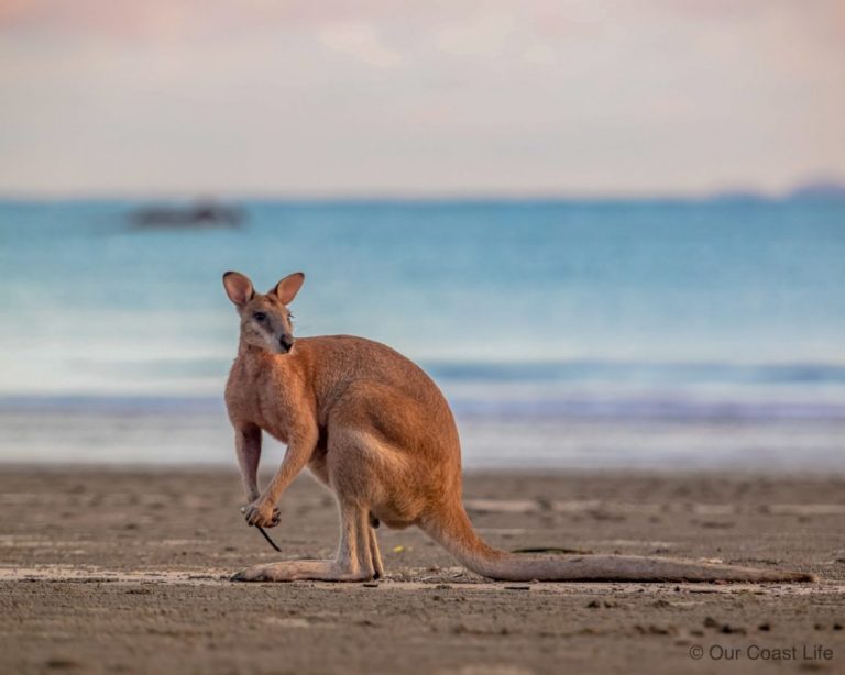 Kangaroos on the beach at Cape Hillsborough - Our Coast Life